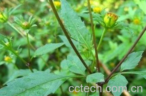 鬼针草图片 鬼针草的功效与作用-1