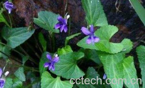 地丁草的功效与作用-0