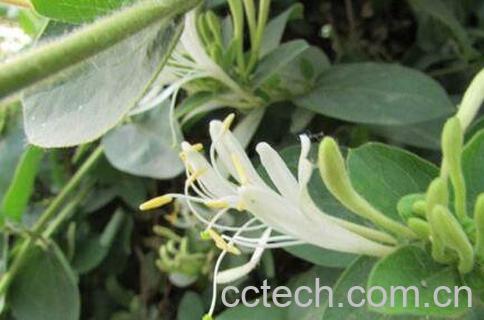 二花的功效与作用 二花的食用禁忌-1