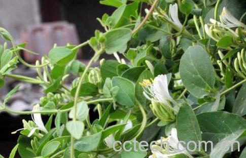 二花的功效与作用 二花的食用禁忌-0