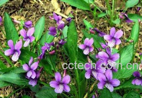 地丁草的功效与作用-1