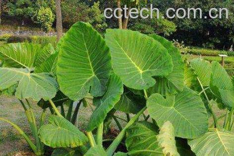 独角莲的功效与作用及药用价值-0