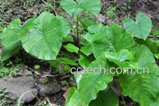 独角莲的功效与作用及药用价值-1