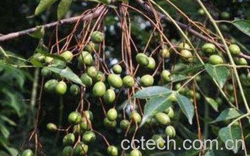 苦莲子树的功效与作用-0