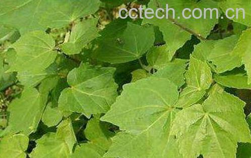 木芙蓉叶的功效与作用-0