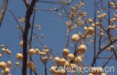 苦莲子树的功效与作用-1