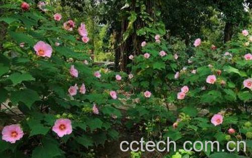 木芙蓉叶的功效与作用-1