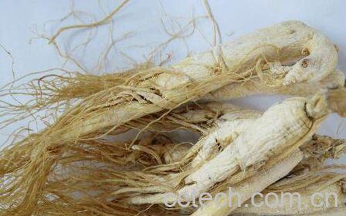 白参的功效与作用-1