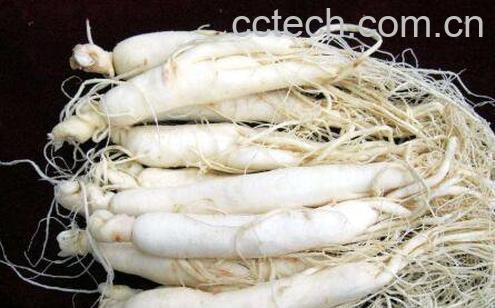 白参的功效与作用-0