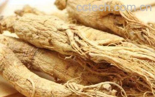  生晒参的功效与作用及禁忌-1