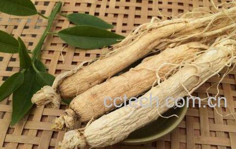  生晒参的功效与作用及禁忌-0