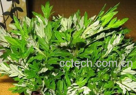 艾草泡脚有什么功效 艾草泡脚的作用-1