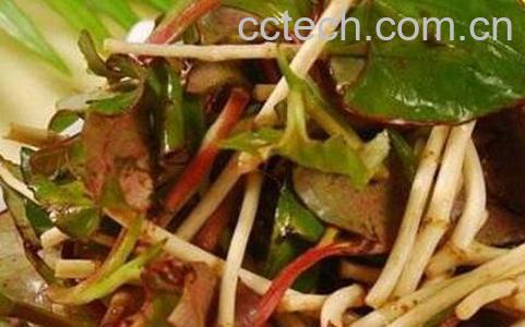 鱼腥草的吃法 鱼腥草的食用禁忌-1