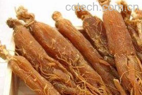 生晒参和红参的区别-1