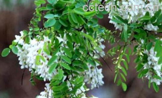 槐树花能吃吗 槐树花怎么吃好-0