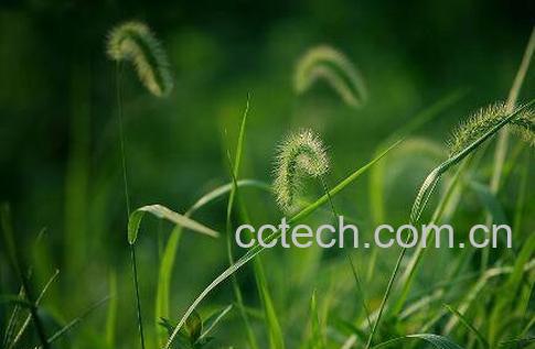 狗尾巴草的功效与作用 狗尾巴草的药用价值-0