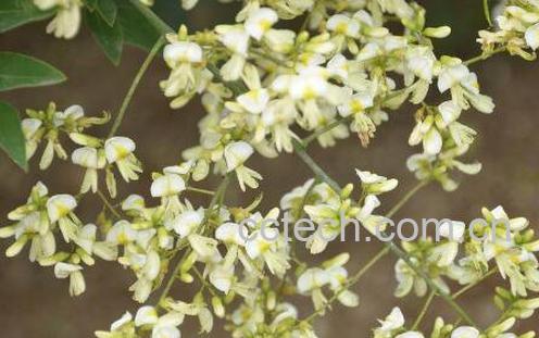 槐树花能吃吗 槐树花怎么吃好-1