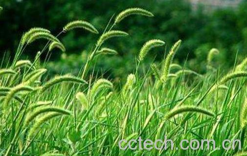 狗尾巴草的功效与作用 狗尾巴草的药用价值-1