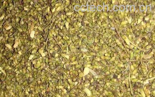 生槐米和熟槐米的区别 槐米的主要功效-1