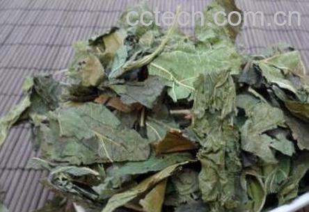 冬桑叶的功效与作用 冬桑叶的副作用-0