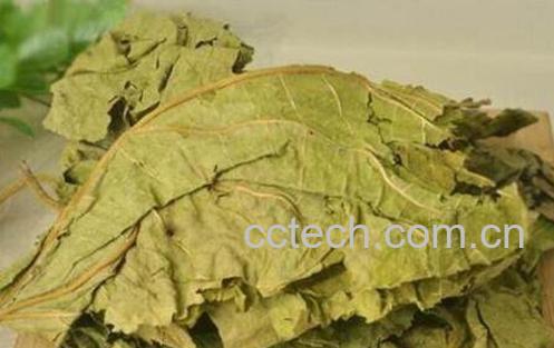 冬桑叶的功效与作用 冬桑叶的副作用-1