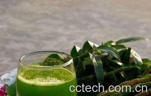 铁皮石斛的功效与作用 铁皮石斛的副作用-1