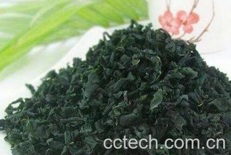 螺旋藻的功效与作用 螺旋藻片哪个牌子好-1