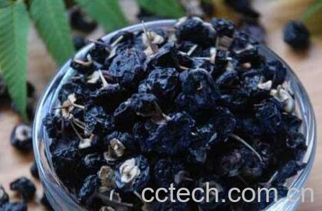 野生黑枸杞有什么功效 黑枸杞泡水喝的禁忌-1