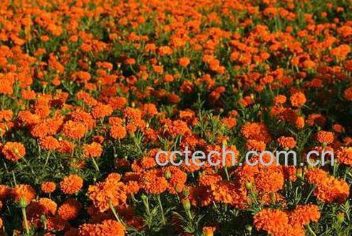 红花的功效与作用及药用价值-0