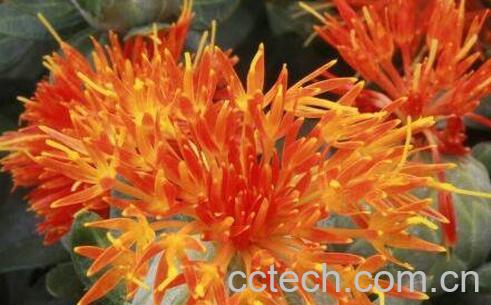 红花的功效与作用及药用价值-1