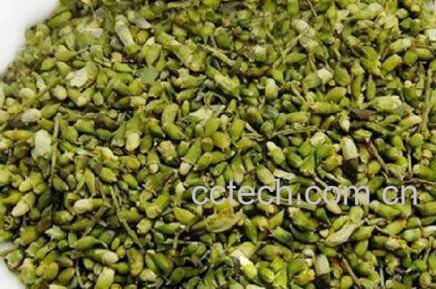 槐米的功效与作用 槐米的食用方法-0