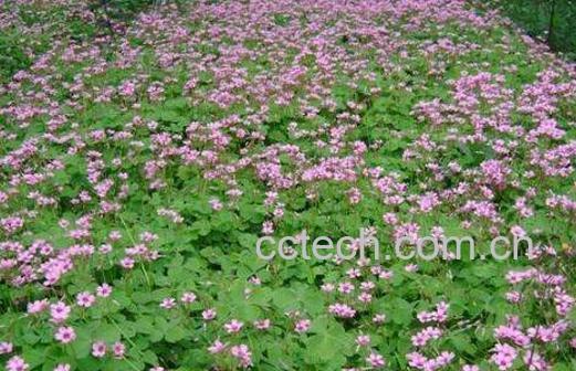 红花草的功效与作用-0