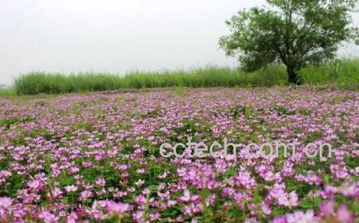 红花草的功效与作用-1