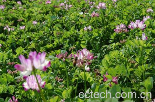 紫云英一年可种几次 紫云英种植技术-0