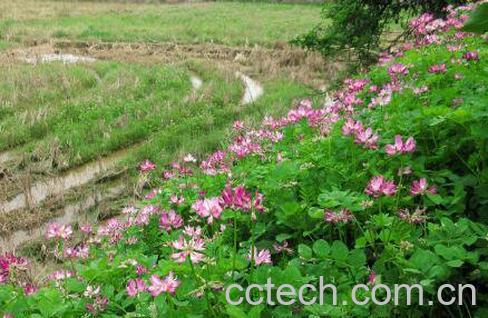 紫云英一年可种几次 紫云英种植技术-1