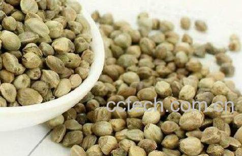 槐米可以煮水喝吗 喝槐米水有什么好处-1