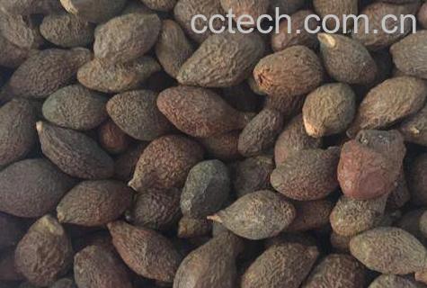 胖大海的功效与作用及常见用法-0