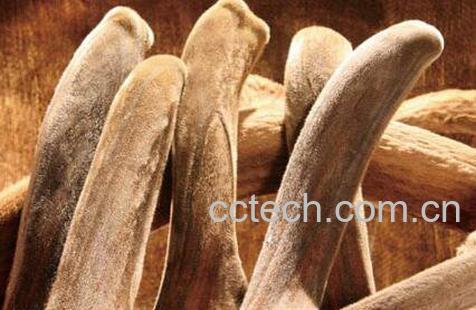 鹿茸的功效与作用有哪些-1