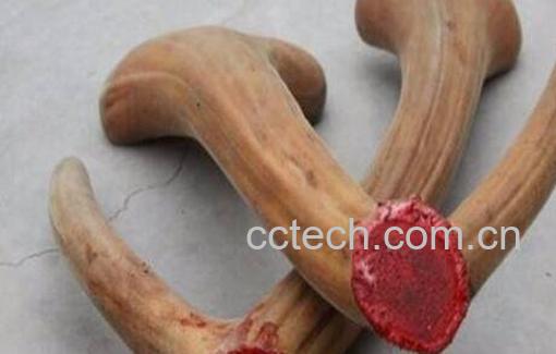 鹿茸的功效与作用有哪些-0