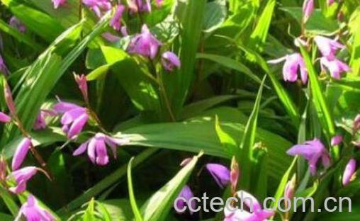 白芨的功效与作用及药用价值-0