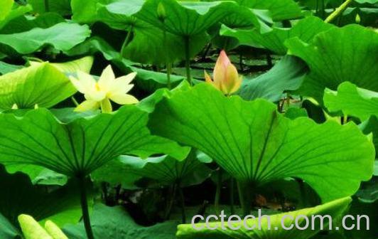 荷叶的功效与作用 荷叶是否能减肥-1