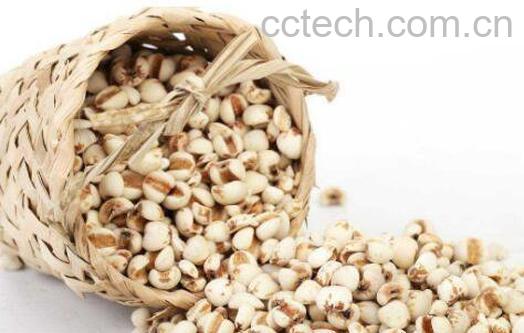 薏米的功效与作用 薏米能治风湿吗-0