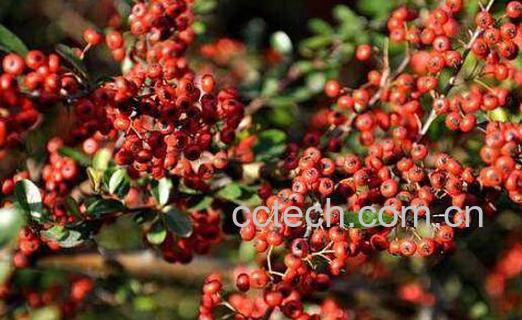 五味子的功效与作用与药用价值-0