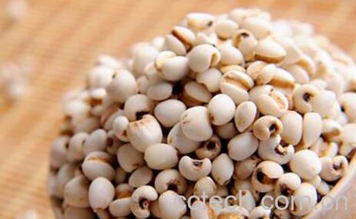 薏米的功效与作用 薏米能治风湿吗-1