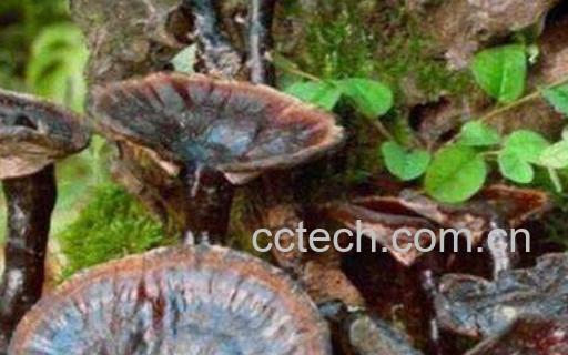 灵芝的功效与作用及药用价值-0