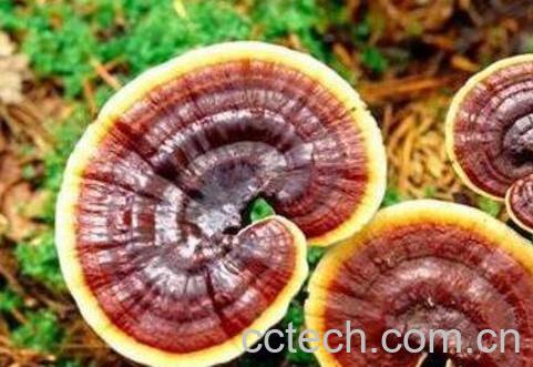 灵芝的功效与作用及药用价值-1