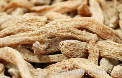 天麻的功效与作用及药用价值-1