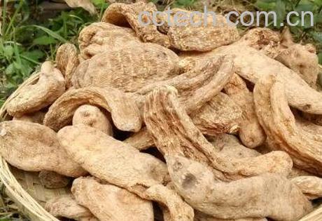 天麻的功效与作用及药用价值-0