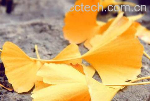 银杏叶子的功效与作用-0