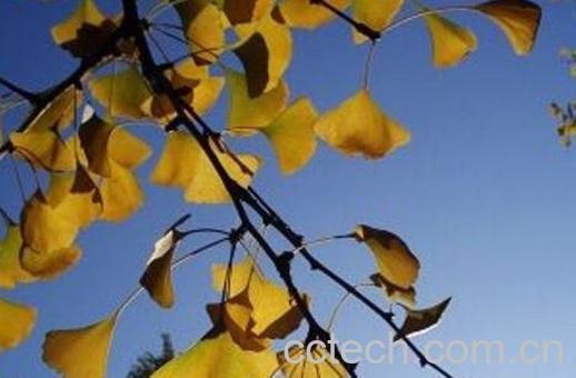 银杏叶子的功效与作用-1